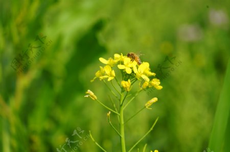 油菜花上的小蜜蜂