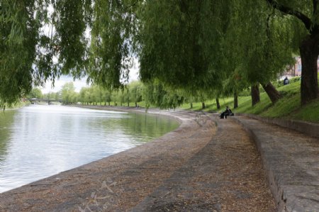 河边柳树风景