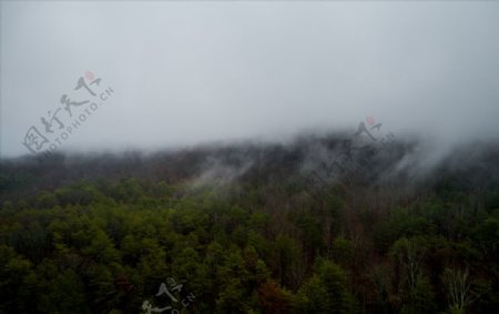 俯视云雾弥漫的森林