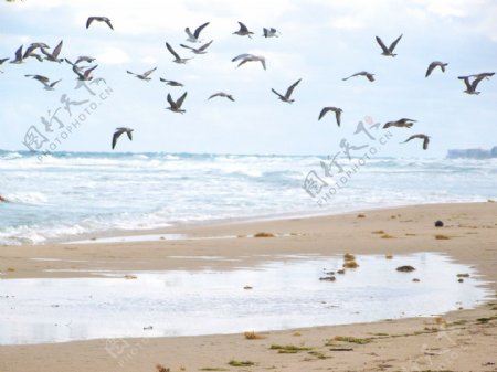 海滩飞鸟