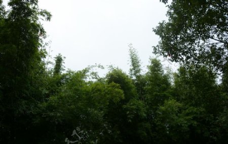 竹林天空