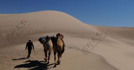 沙漠中前行的骆驼