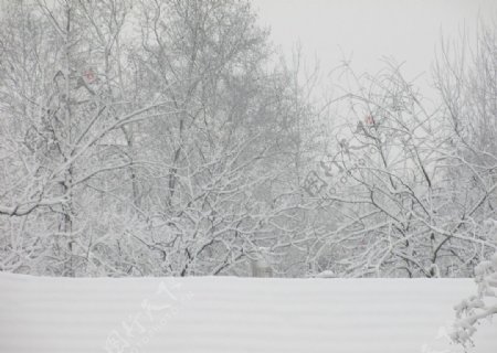 雪景雪中的树