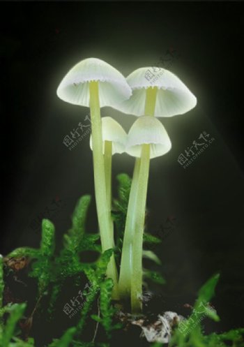 香菇蓝瘦发光的菇