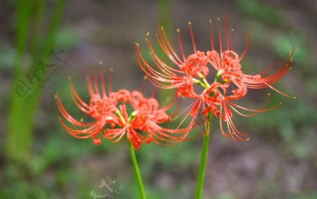 高清彼岸花