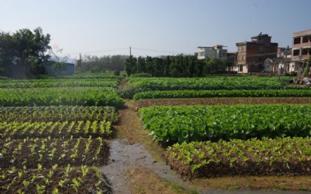 蔬菜种植区