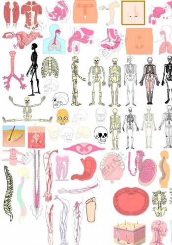 人体结构各部位解剖图素材