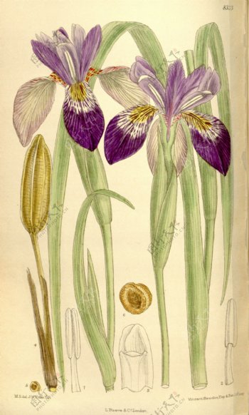 花类图鉴植物手绘
