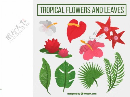 手工绘制热带花卉和植物