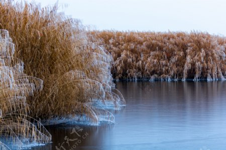 博斯腾湖冬季芦苇