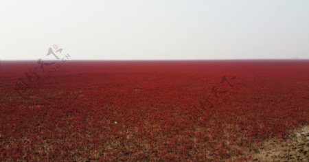 盘锦一望无际的红海滩