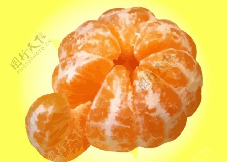 矢量甜橙