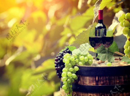 葡萄与美酒