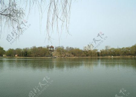 柳绿湖岸