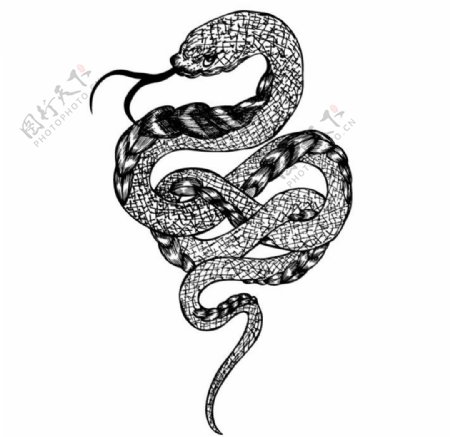 黑白蛇纹身
