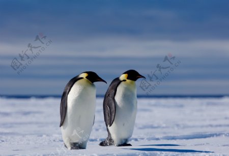 南极企鹅