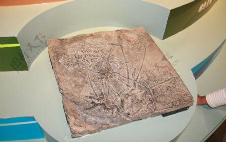 云南省博物馆海百合化石