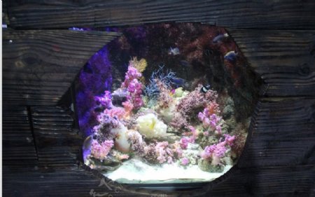 珊瑚与鱼