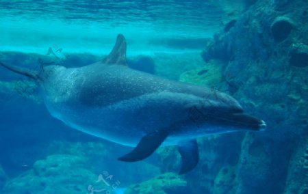 珠海横琴长隆海豚
