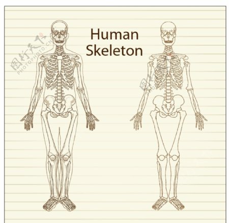 手绘人类骨骼