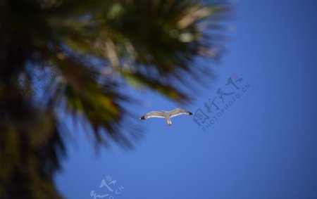 高飞的海鸥图片飞翔海鸥海鸥
