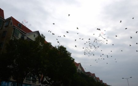 住宅上空的鸟群