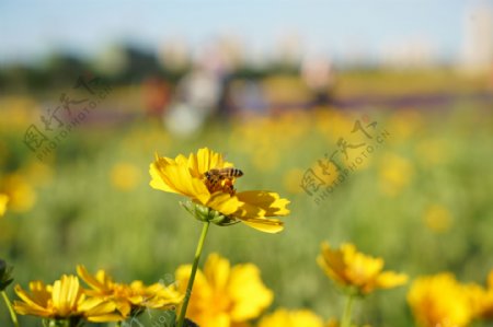 黄花花朵蜜蜂