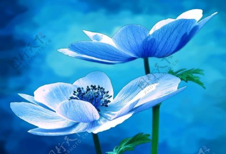 蓝色海葵花