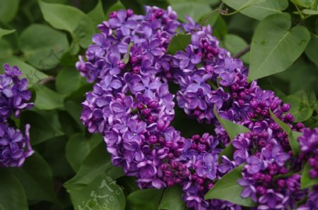 紫色丁香