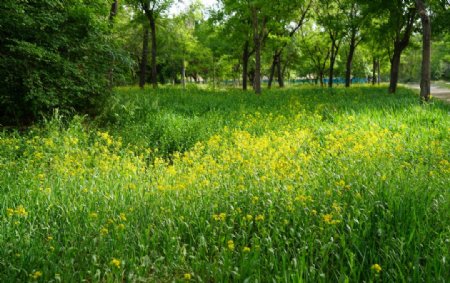 树林草地野花