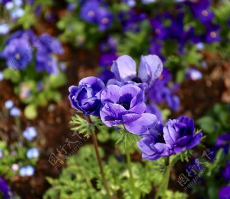 蓝紫色海葵花