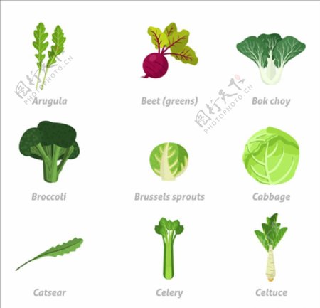 常见蔬菜插图集