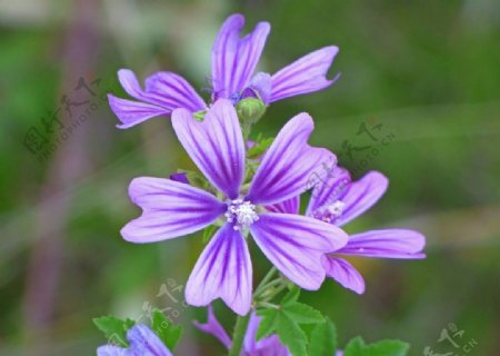 紫色锦葵花
