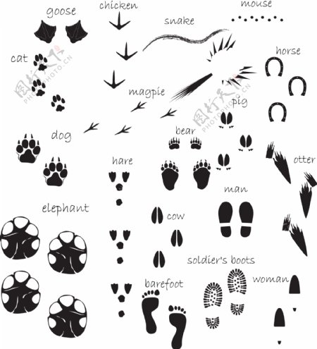 人和动物的各类脚印