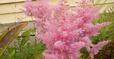 粉色植物花朵