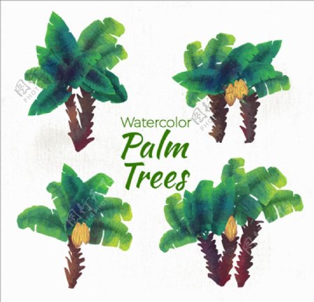 手绘水彩棕榈树