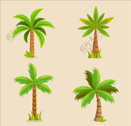 四款美丽的棕榈树