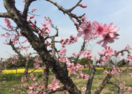 桃花桩