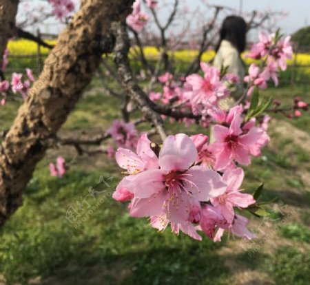 桃花蕊