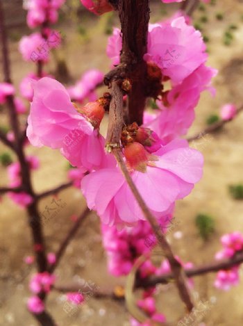 三月粉色桃花