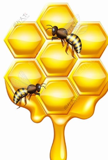 优质蜂蜜