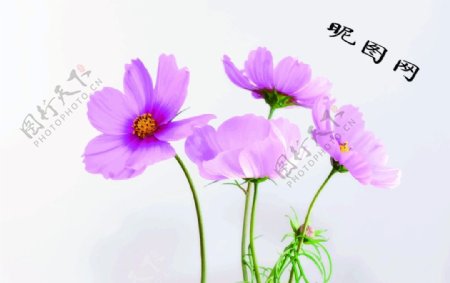 手绘淡紫色油画小花