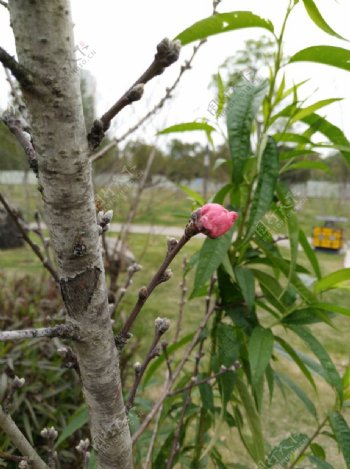 桃花桃花苞春天