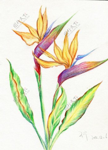 彩铅笔手绘花朵天堂鸟