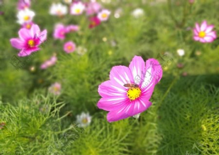 粉色的格桑花和蜜蜂