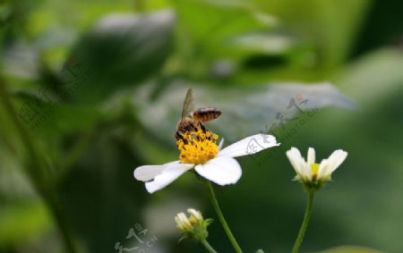 蜜蜂采蜜