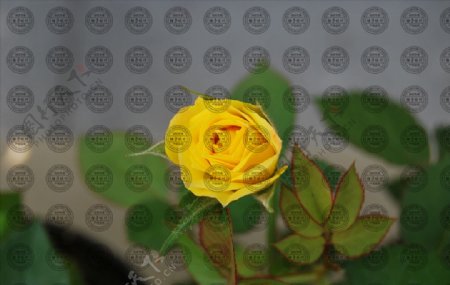 植物花卉摄影