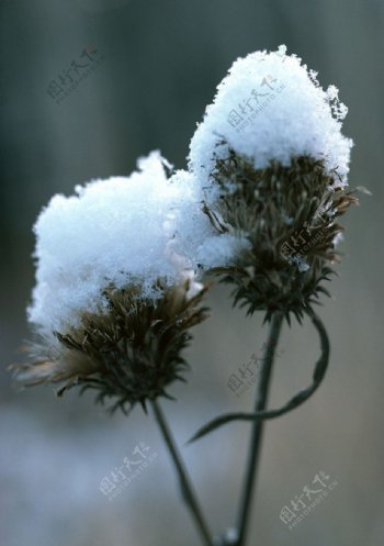 雪花与花草