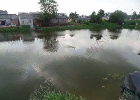 池塘风景