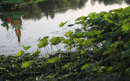 荷花池